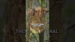 Mind Blowing Tarsier Facts: Meet the World's Most Enigmatic Primate!