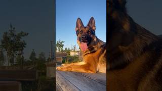 German Shepherd Attacks Intruder ❗️#germanshepherd #dogtraining #personalprotectiondog #comedy