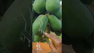 Why is Papaya Milk Harvested?