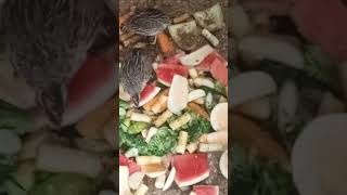 Quail enjoying fruits and vegetables