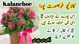 How to Grow Kalanchoe From seeds | How to collect kalanchoe seeds |کالانچو کو بیج سے لگانے کا طریقہ