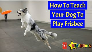 Teach Your Dog To Play Frisbee | Dog Training