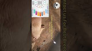 Feed Managment Of Pig Farm.#swastikpigfarm #pigbreeding