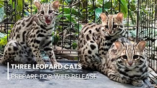 Rescued Leopard Cats Take a Step Closer to Their Wild Release