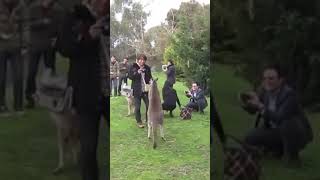 Animal attack | Kangaroo |  funny and cute animals