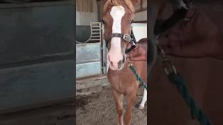 Arabian Chestnut horse with a star, conjoined blaze,snip,upper and lower lip markings