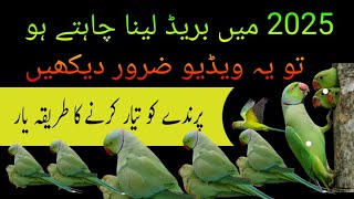 Indian ringneck breeding tips / ringneck parrot se breed lene ka tarika / Urdu Hindi