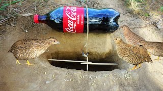 The First Creative DIY Bird Trap Using CocaCoca Bottle & Hole - How To Trap Bird Technology