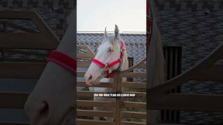 beautiful nukra | white horse 🐎 #horses #nukraghora #nukra #yt  #farm #punjab #shortsfeed #nezabazi