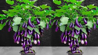 Best ideas for Growing eggplant Tree, Lychee, and eggplant Tree Fast for Beginners!