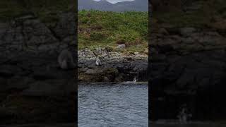 Kylesku Seal Pup Falls - Mum To The Rescue #scottishhighlands #wildlife #scenery #boattrip #scotland