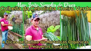 Colheita da Cebolinha Cheiro verde e Dicas de Cultivo de Hortaliças Orgânicas em Pequenos Espaços .