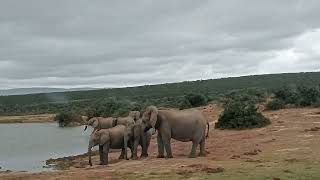 Elephants Chilling figuring things out