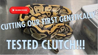 DOES SHED TESTING WORK?!? CUTTING OUR FIRST GENETICALLY TESTED CLUTCH!!!