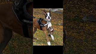 Boxer vs chihuahua! #puppy #boxerlove #chihuahua #boxerdog #funnydog #funngdogs