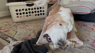 My Basset Hound dog happily chewing his yak cheese.