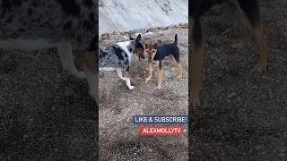 Our dogs Toshi and Patch playing with the neighborhood dogs. #beachlife #provincelife #shorts #beach