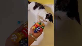 🌈🎉😻Super satisfying Amar beads with cat, cat barsik, reverse satisfying beads asmr sounds