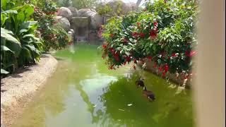 Beautiful view of floating ducks..🦆😍❤️#ducks#relaxingtime# nature#naturevideo#naturelovers#explore