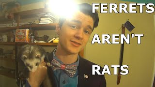 Ferrets Aren't Rats! (General Overview)