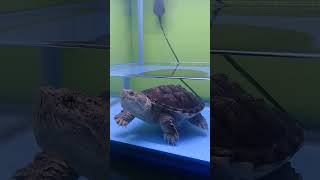 harus pindah tank 🤔 #shorts #shortvideo #kurakura #turtle #animals #snakehead #aquarium #fish