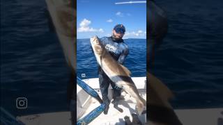 Spearfishing cobia in murky and sharky waters 🦈 #shorts #fyp #cobia #sharks #youtube #fishing