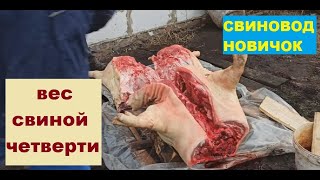 Вес свиных четвертей! Живой вес свиньи 156 кг. Свиноводство.