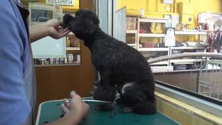 POODLE GROOMING THE FINAL" TOUCH " @ JY PET SALON