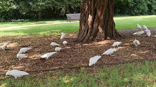 Australian Cockatoos Having Breakfast | Morning Walk In Australia