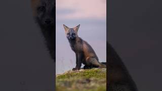 Incredible moment with curious red fox