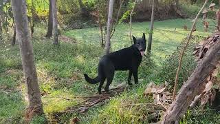 Black german shepherd labrador mix dog moving in garden