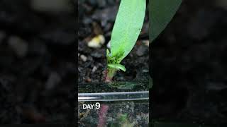 Marigold Sprouting Time Lapse