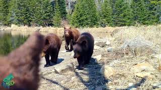 Mama bear and 3 cubs mess with trail camera three different times!