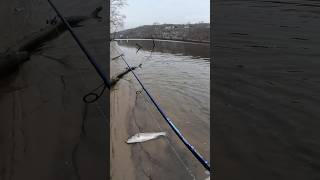 This Fish Almost BROKE My Line!