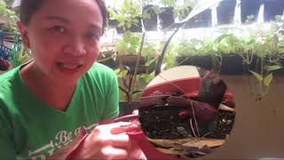 Paano paramihin ang Pink Princess Philodendron/ Water VS Soil Propagation - Alin ang mas mabilis