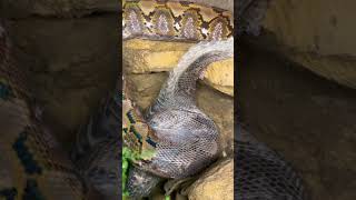 Snake Shedding #shorts #snake #animals #shedding #python #reptiles #outdoors #reticulatedpython