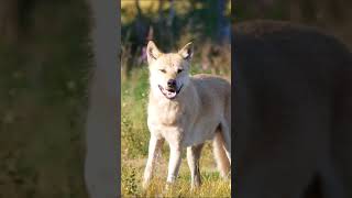 🐻🐺🦅 ANIMALES SALVAJES en Finlandia 🇫🇮 - Safari Fotográfico #shorts