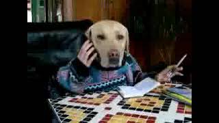 When your dog act like human and smarter than you think #funny #cute #dogs