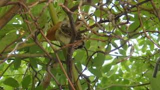 Cria de pardal-do-telhado (Passer domesticus)