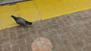 Special TTC video: Pigeon boarding a Bombardier T1 train at Kipling station