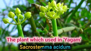 #Kerala The Plant used in 'Yagam' ("sacrifice, devotion, worship, offering")