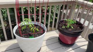 Growing tomatoes on the Deck in Pots