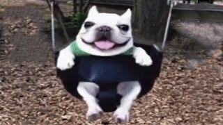 Dog on a swing | Dog on swing meme / собака на качелях мем