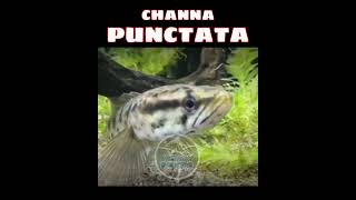 ikan channa punctata || ikan channa || ikan hias predator @TungguPancing#videoshorts #channa#short