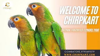 BROWN THROATED CONURE PAIR || CONURE  || BIRDS || CHIRPKART || CBE