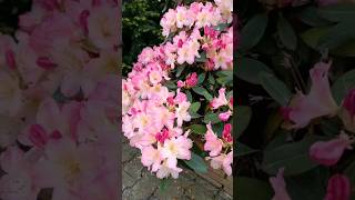 Azalea 🌸/in piena fioritura #shorts#piante #garden #gardening #shortsyoutube