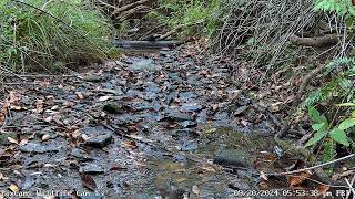 Blue-winged warbler #2 on PA Wildlife Cam 1 9/20/2024