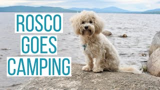 ROSCO GOES CAMPING | Camping With Our Maltipoo Puppy