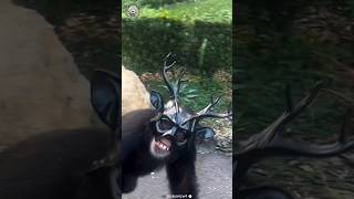 Chimpanzee | Intelligent Animal in Wild