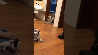 it's like someone is jealous… #pets #cute #pug #frenchbulldog #fyp #shortsvideo